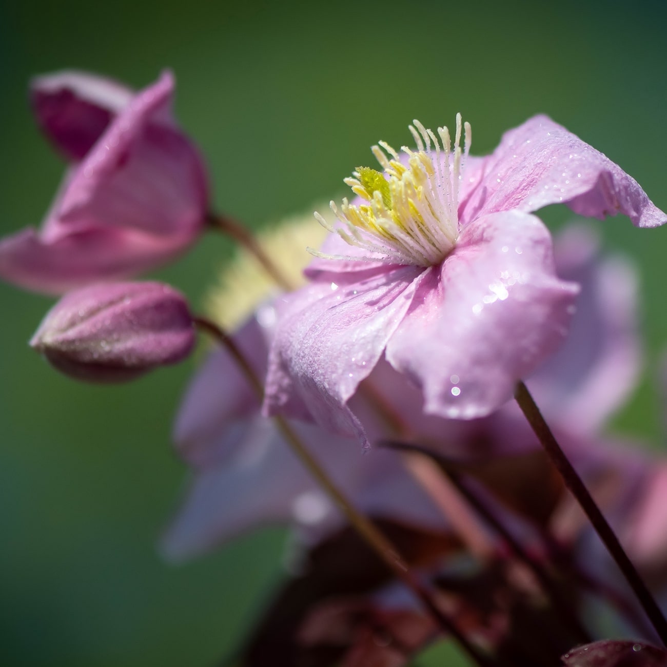 Frühling 1