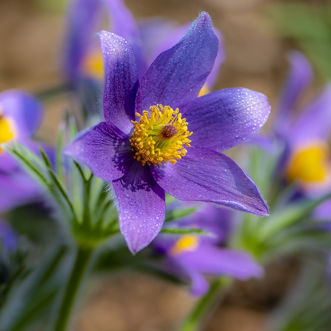 Frühling 2
