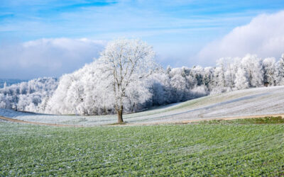 Frohe Festtage!